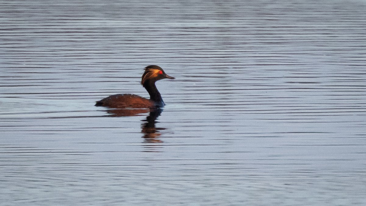 Eared Grebe - ML619239905