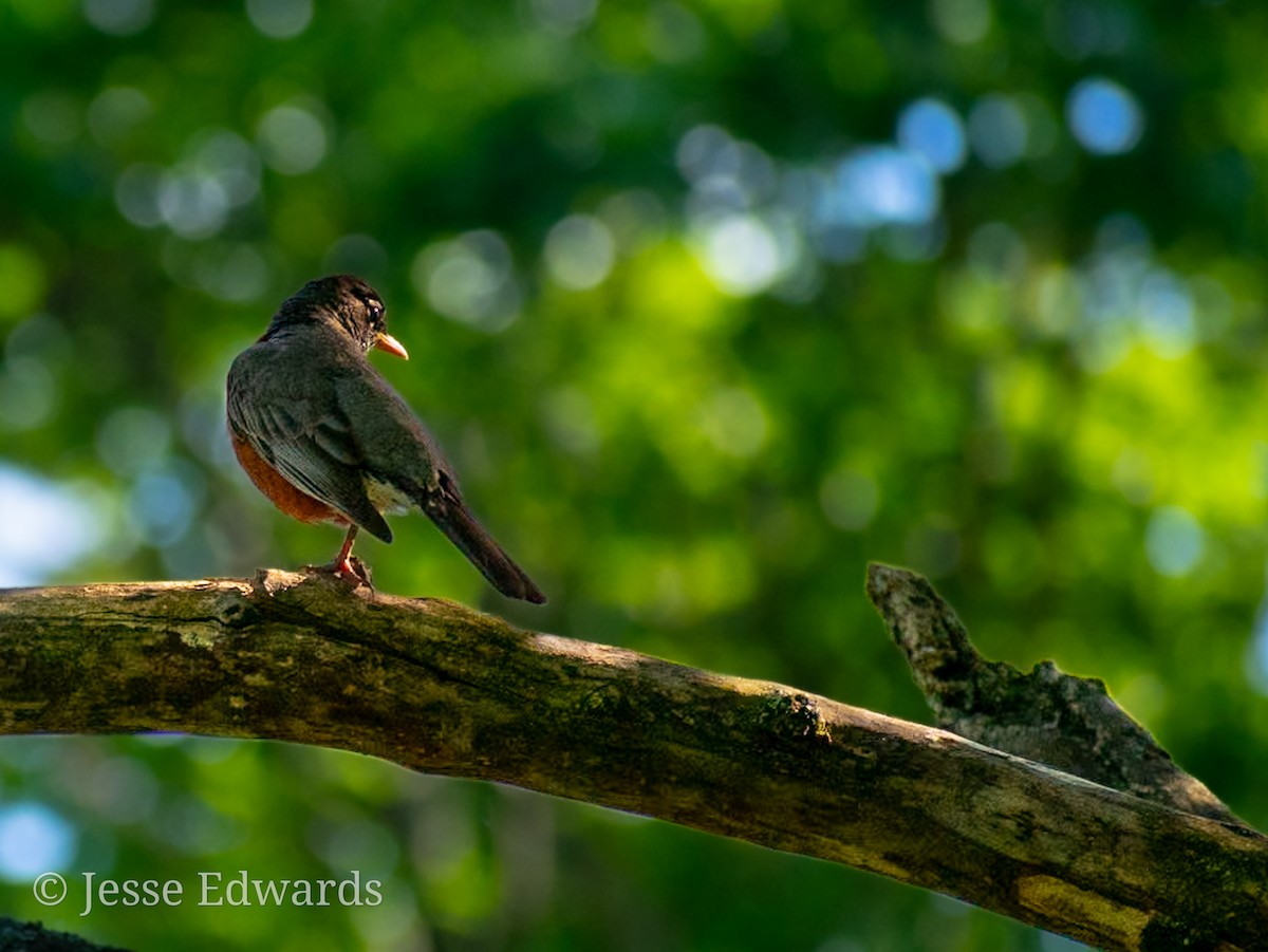 American Robin - ML619239908