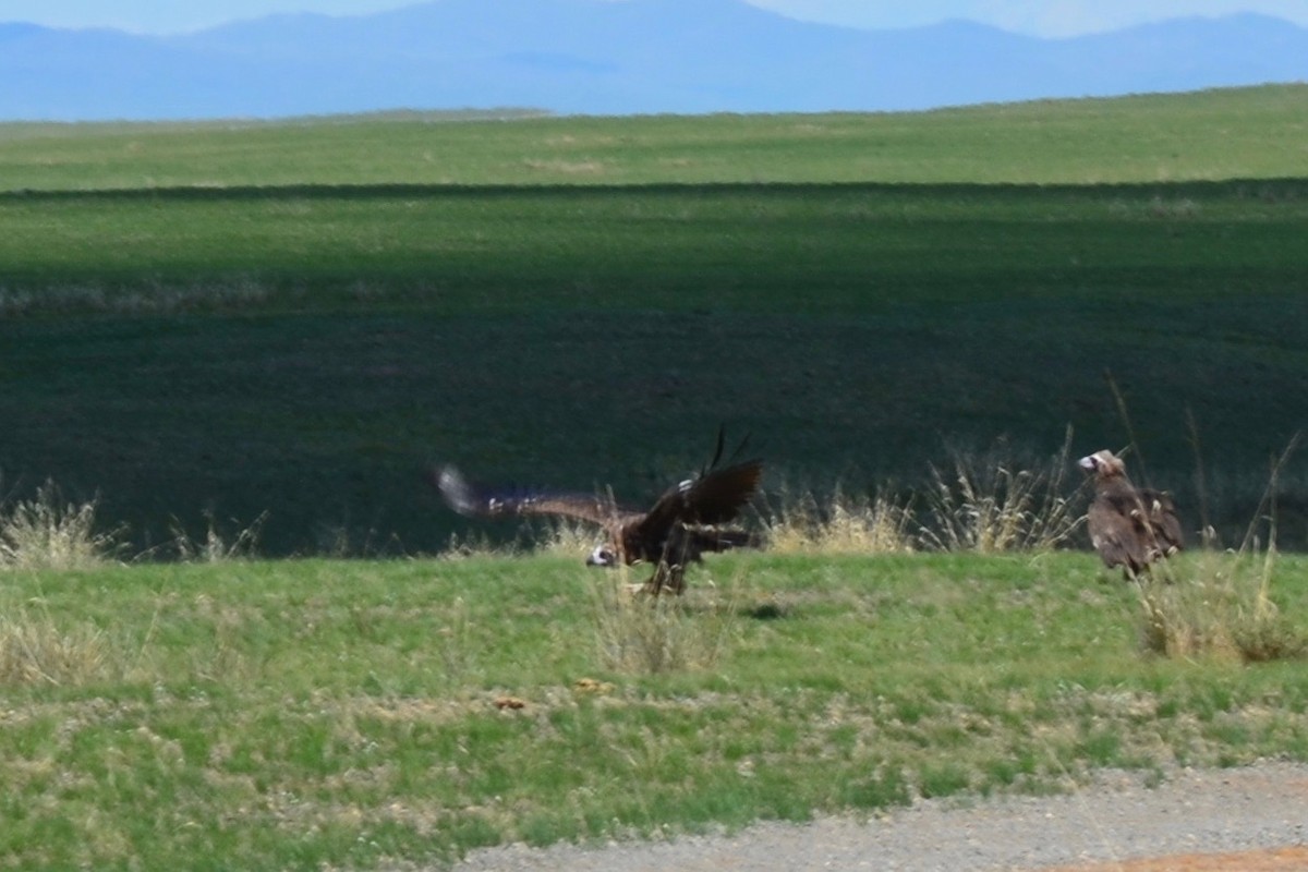 Cinereous Vulture - ML619239910