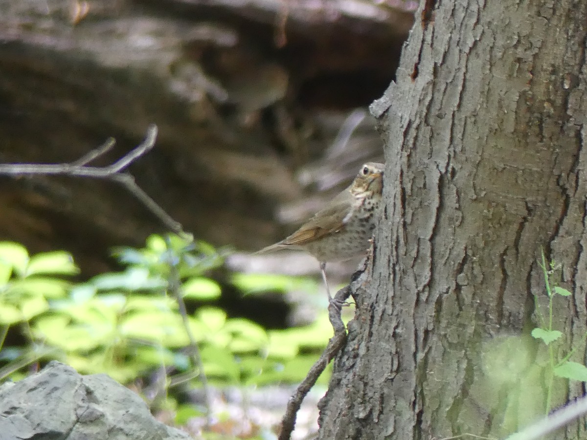 Swainson's Thrush - ML619239915