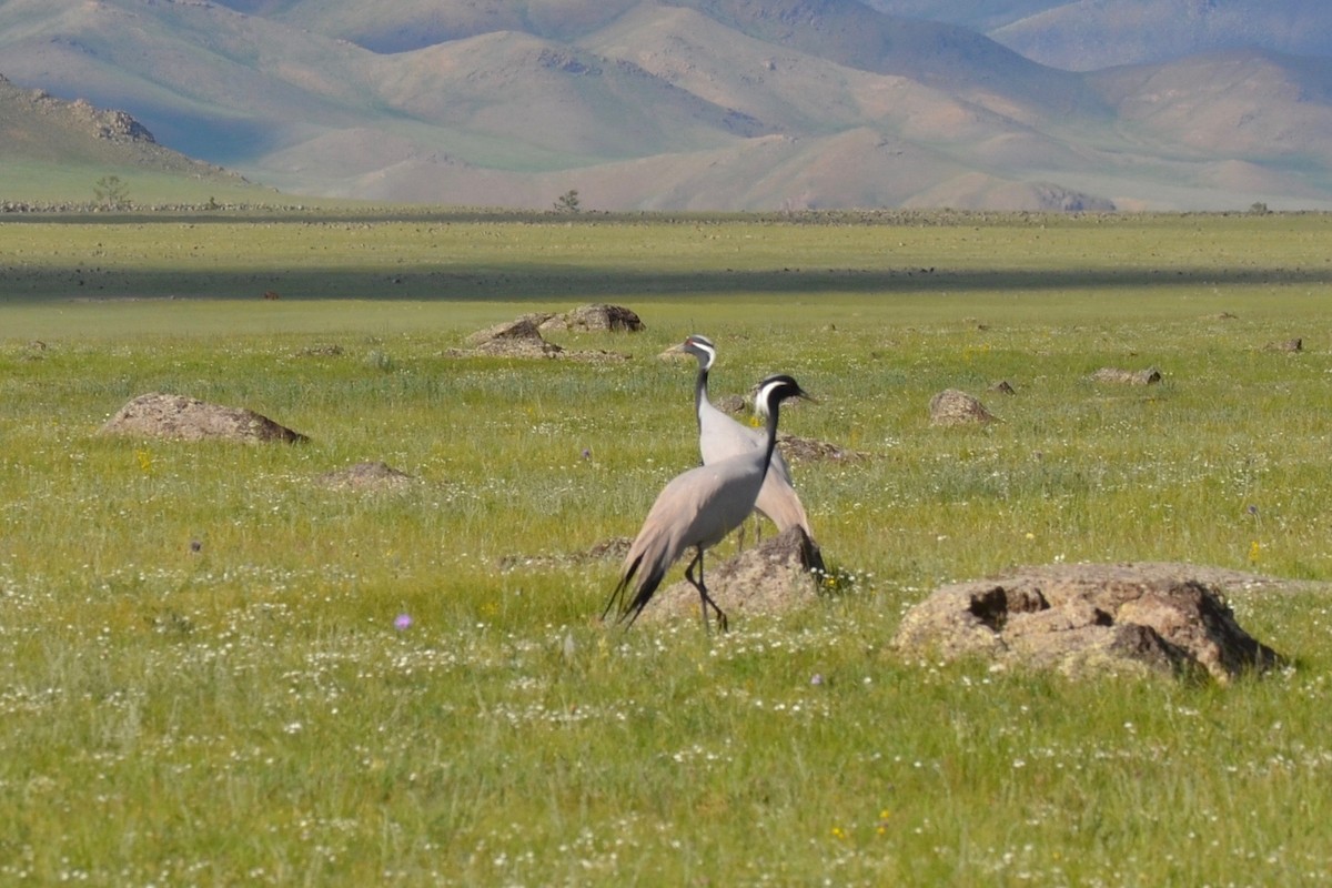 Grulla Damisela - ML619239916