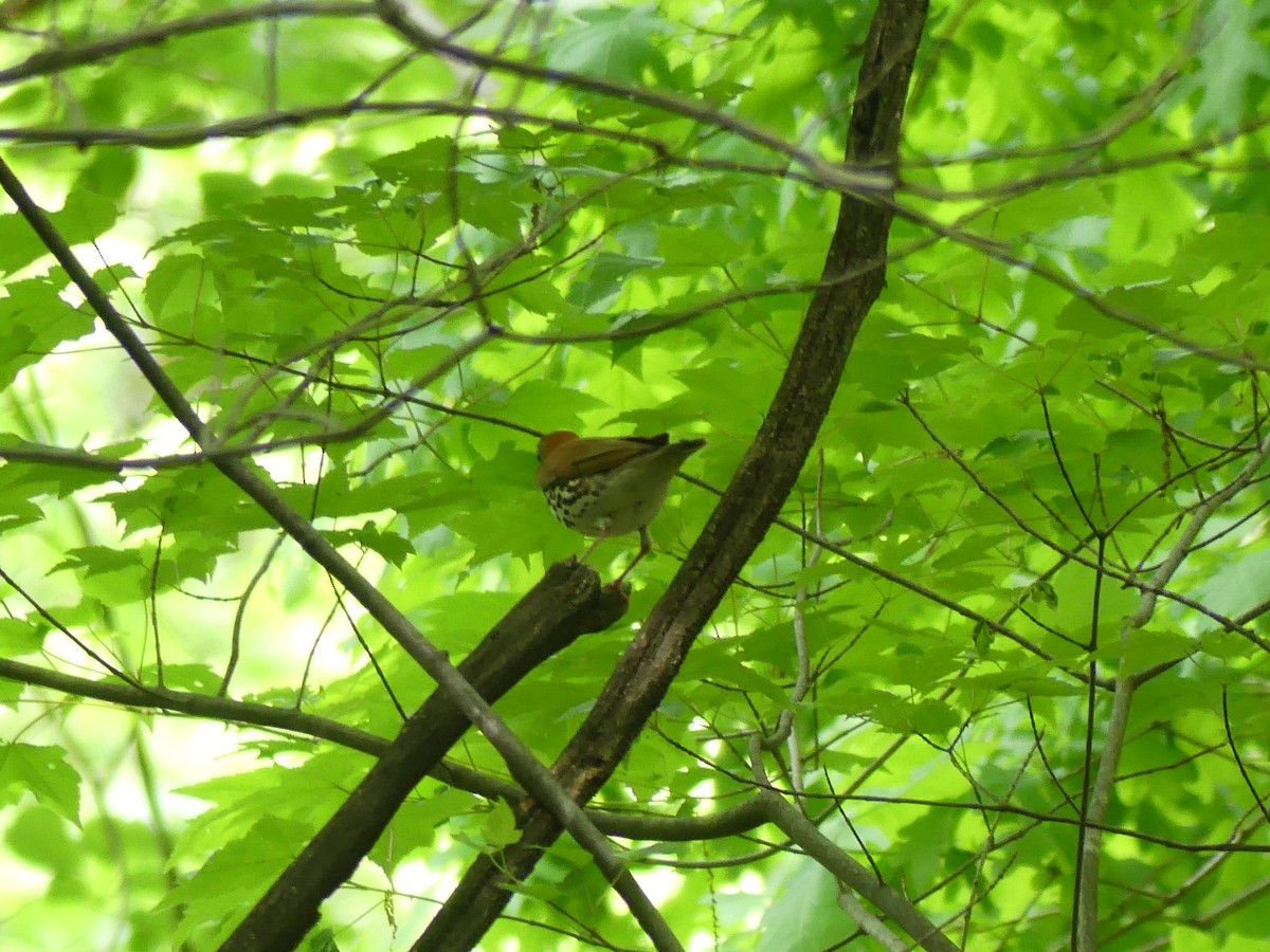 Wood Thrush - ML619239920