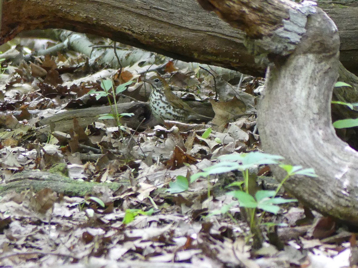 Wood Thrush - ML619239922