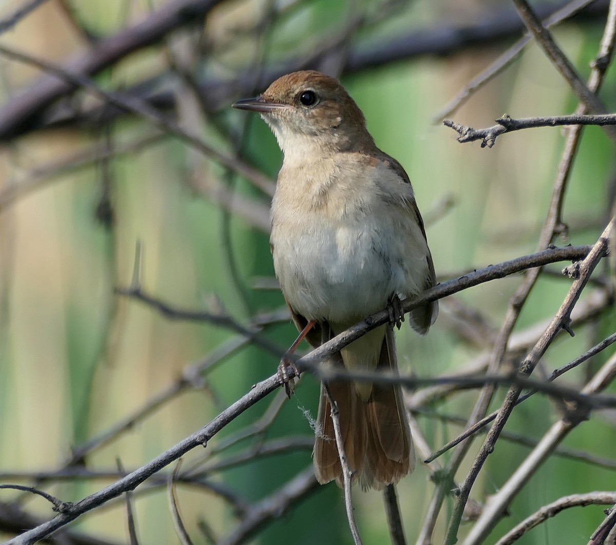 Common Nightingale - Dmitrii Konov