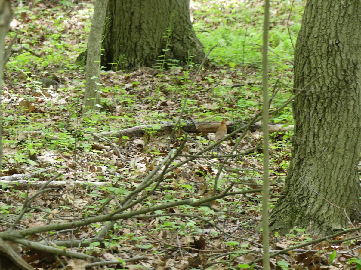 Wood Thrush - ML619239927