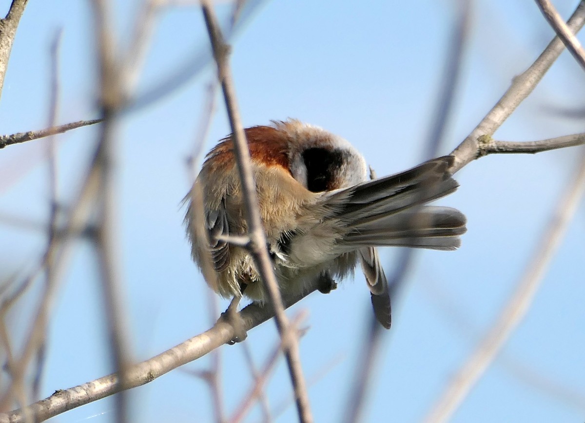 Eurasian Penduline-Tit - Dmitrii Konov