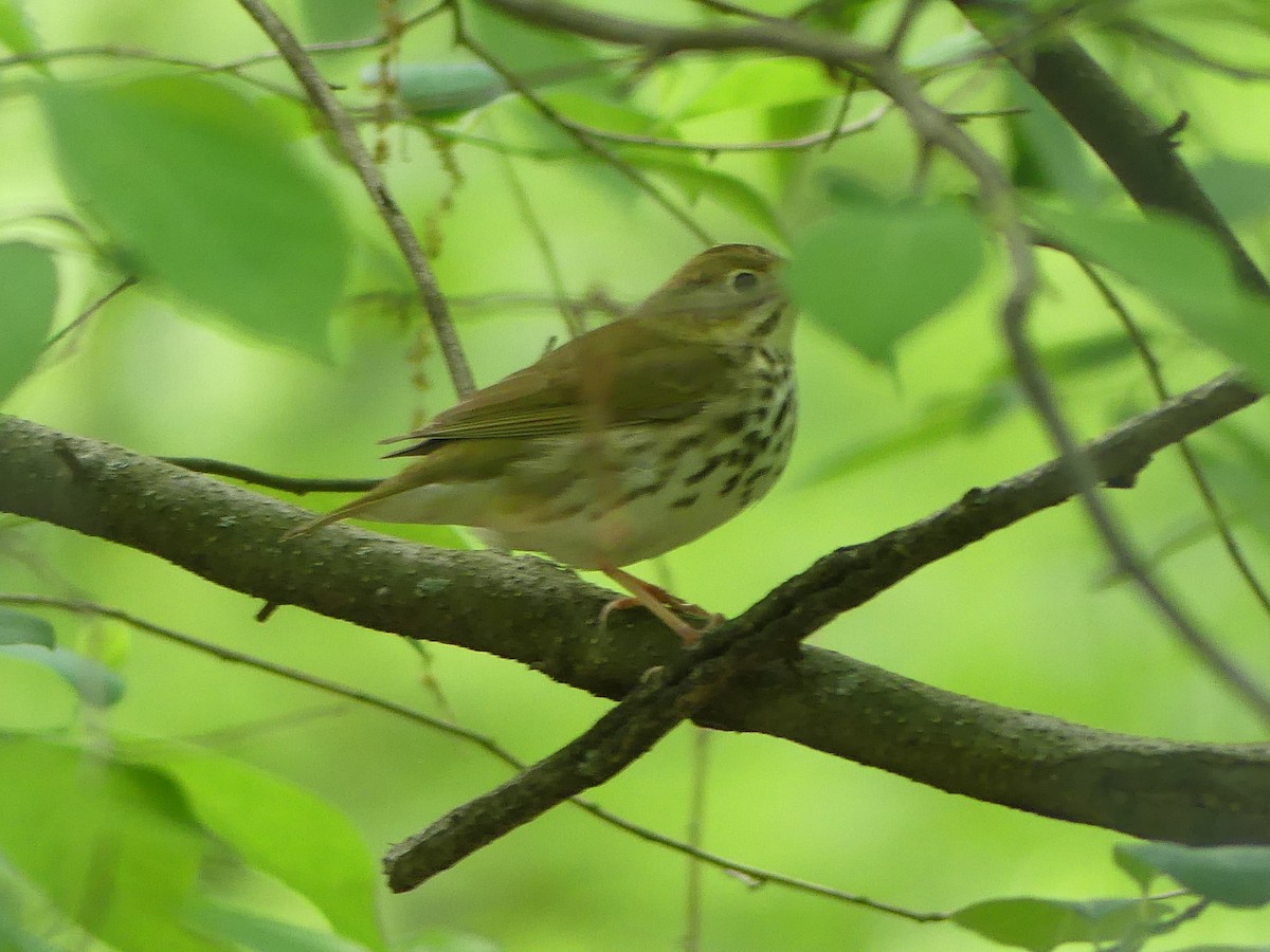 Ovenbird - ML619239941