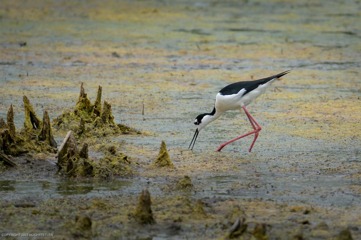 Black-necked Stilt - ML619239944