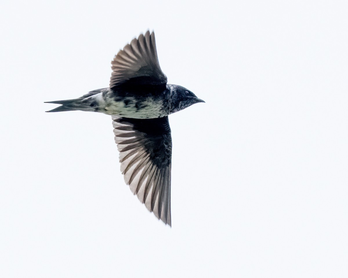 Purple Martin - ML619239951