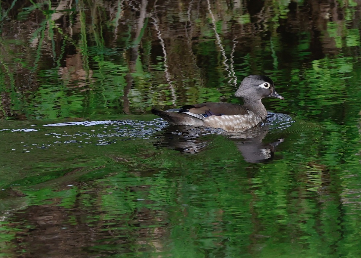 Wood Duck - David Kaempfer