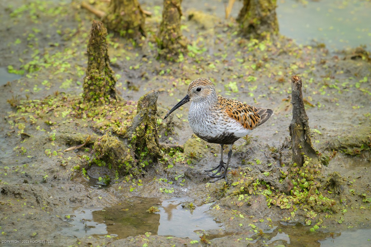 黑腹濱鷸 - ML619239956