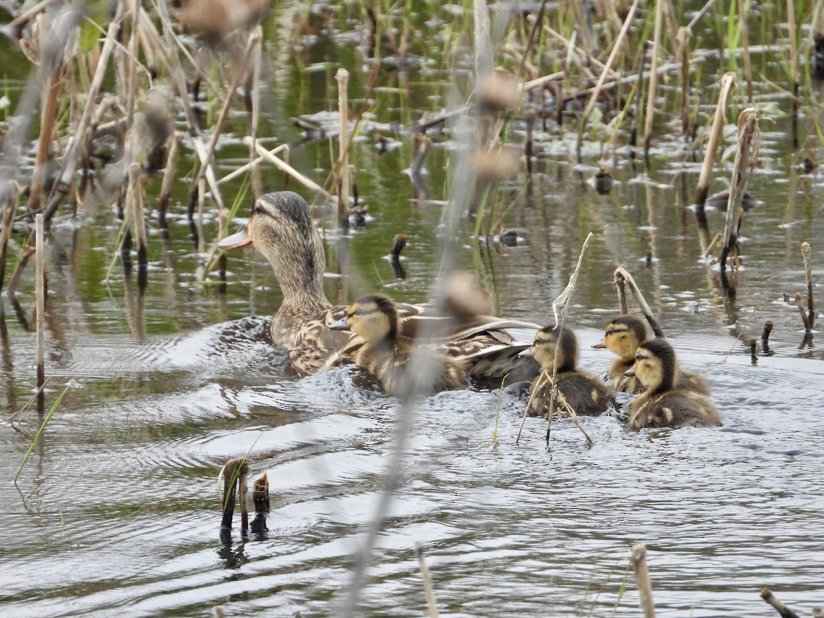 Mallard - Kisa Weeman