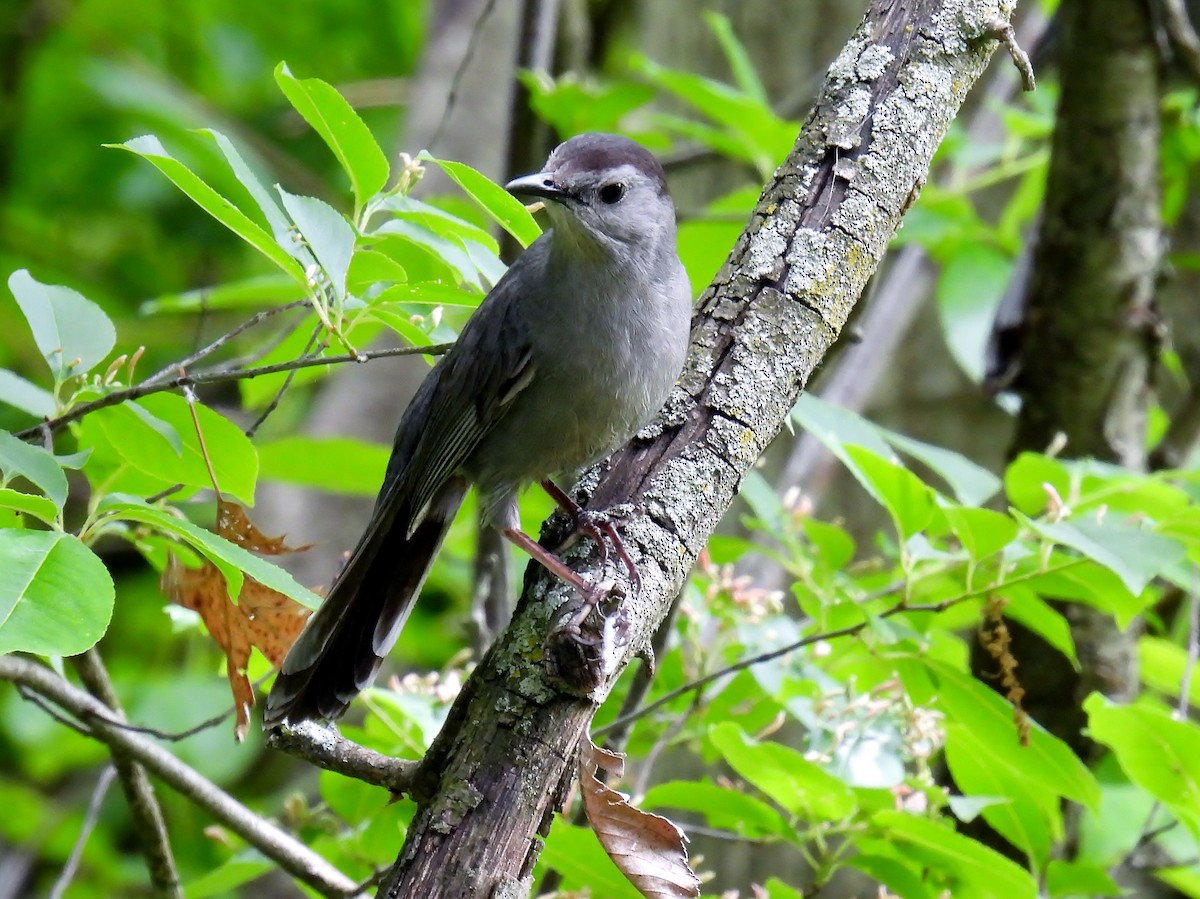 Gray Catbird - Douglas Cioffi