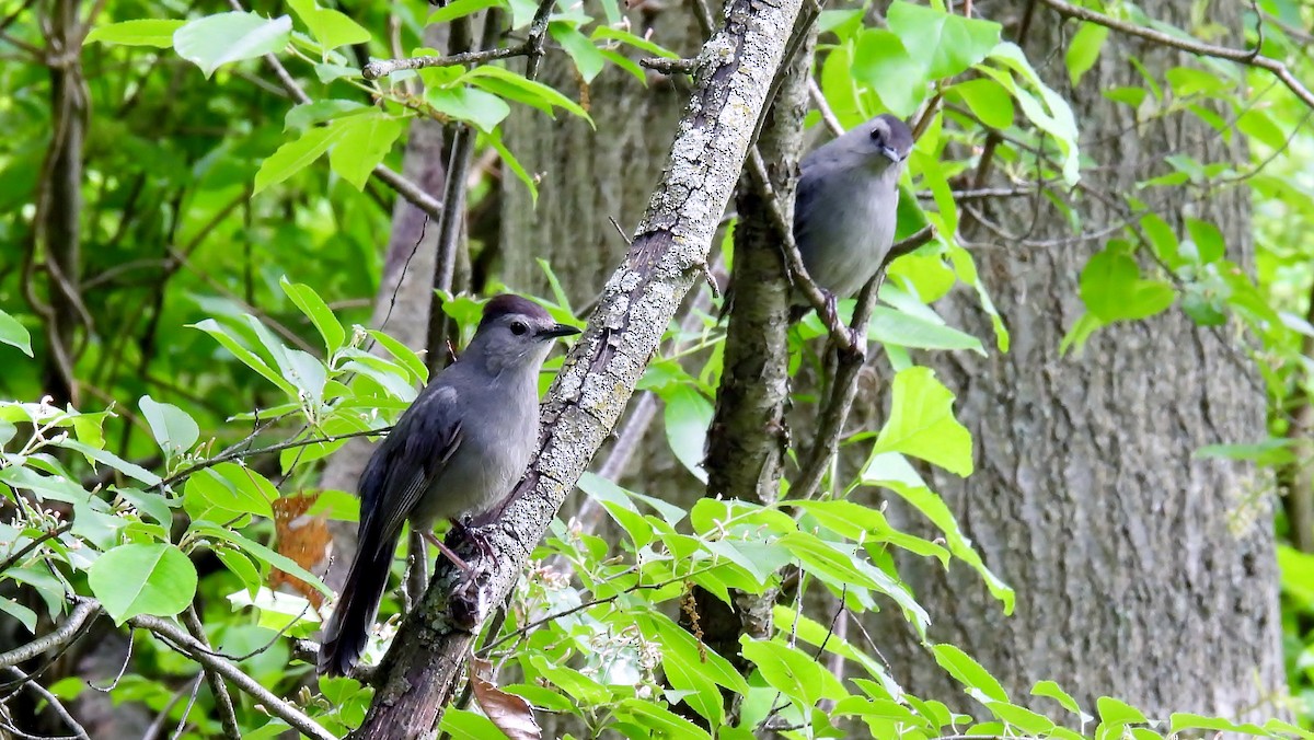 Gray Catbird - Douglas Cioffi