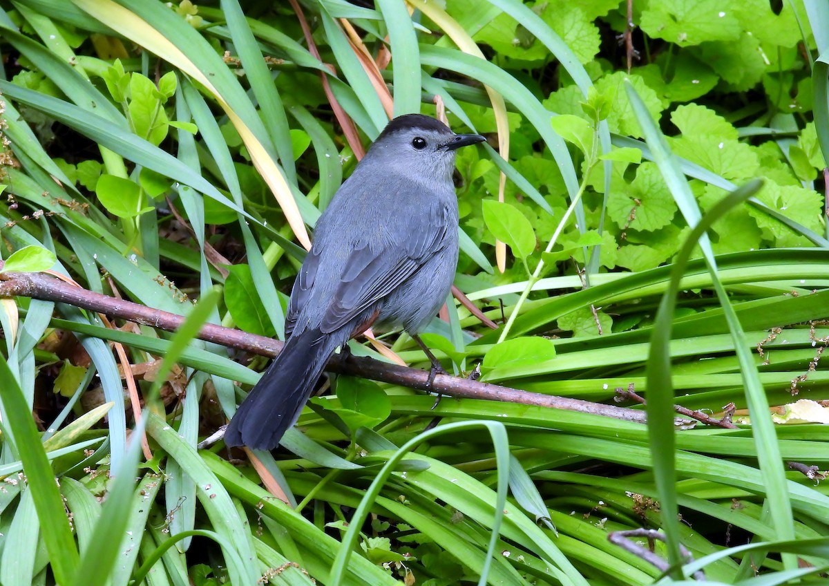 Gray Catbird - Douglas Cioffi