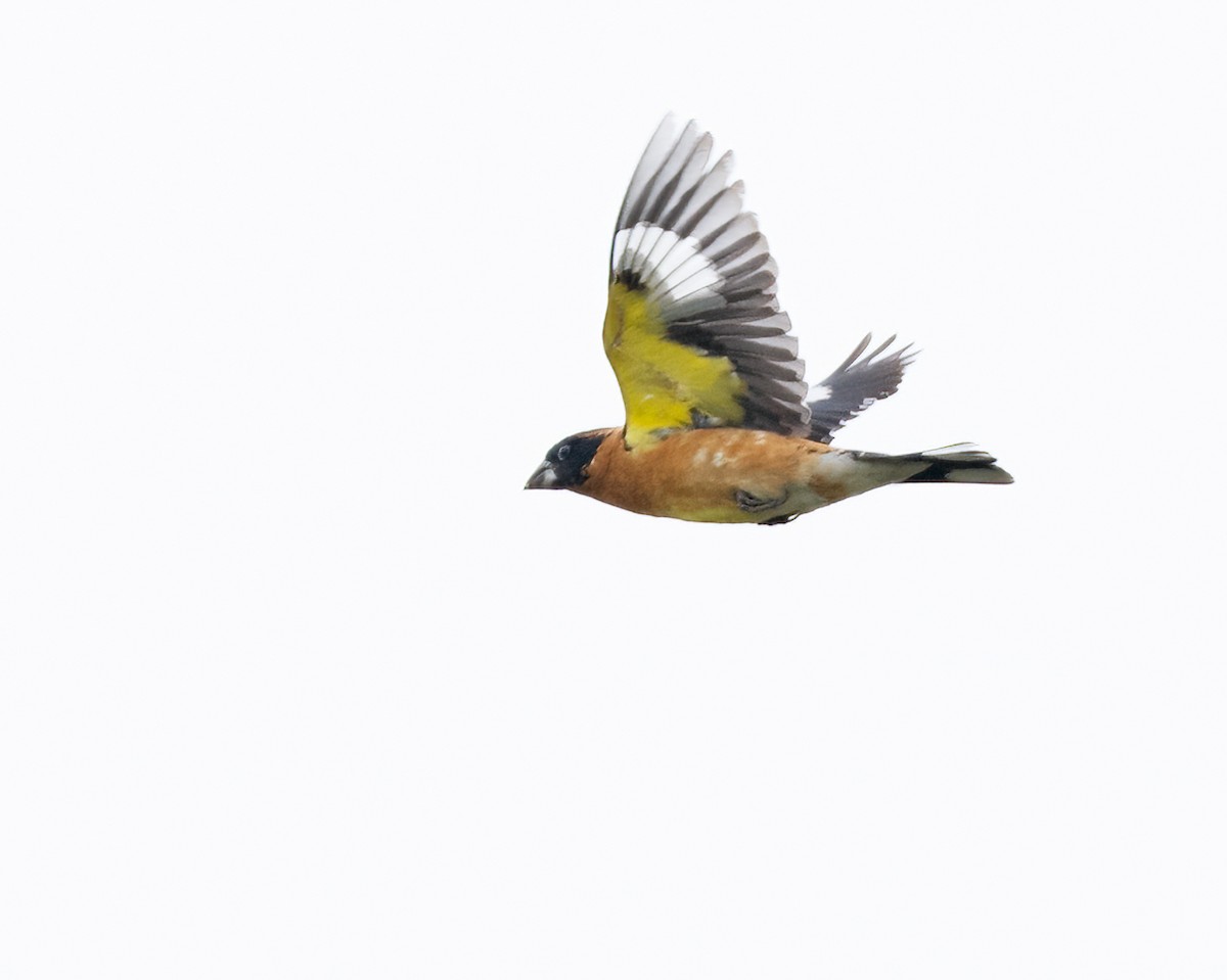 Black-headed Grosbeak - ML619239966