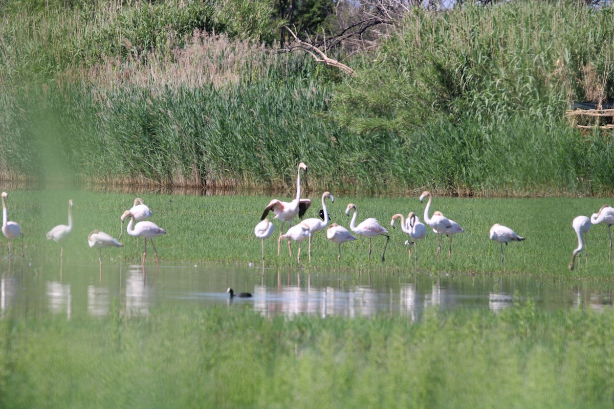 Greater Flamingo - Randy Maharaj