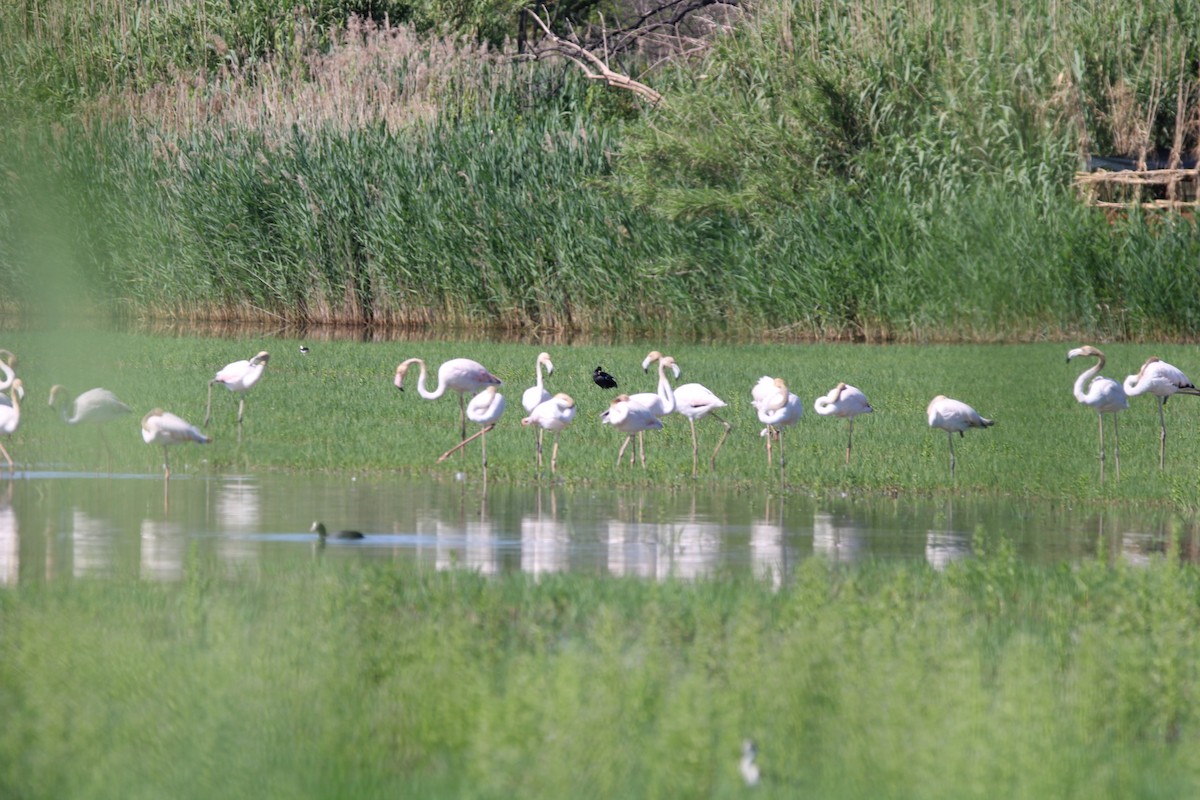 Greater Flamingo - Randy Maharaj