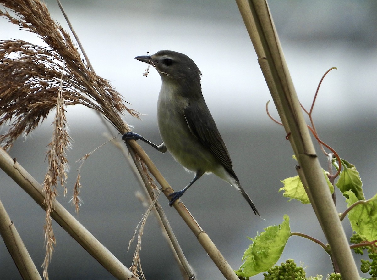 Warbling Vireo - ML619239981