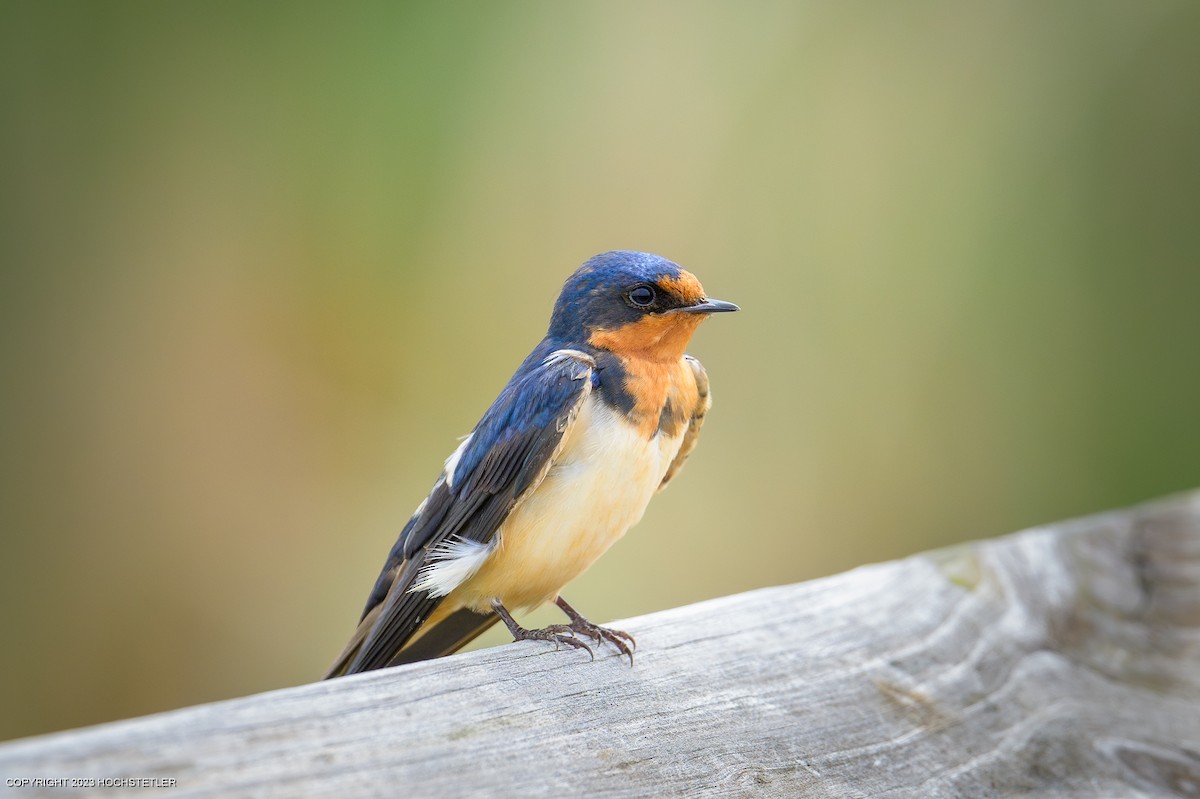 家燕 - ML619239992