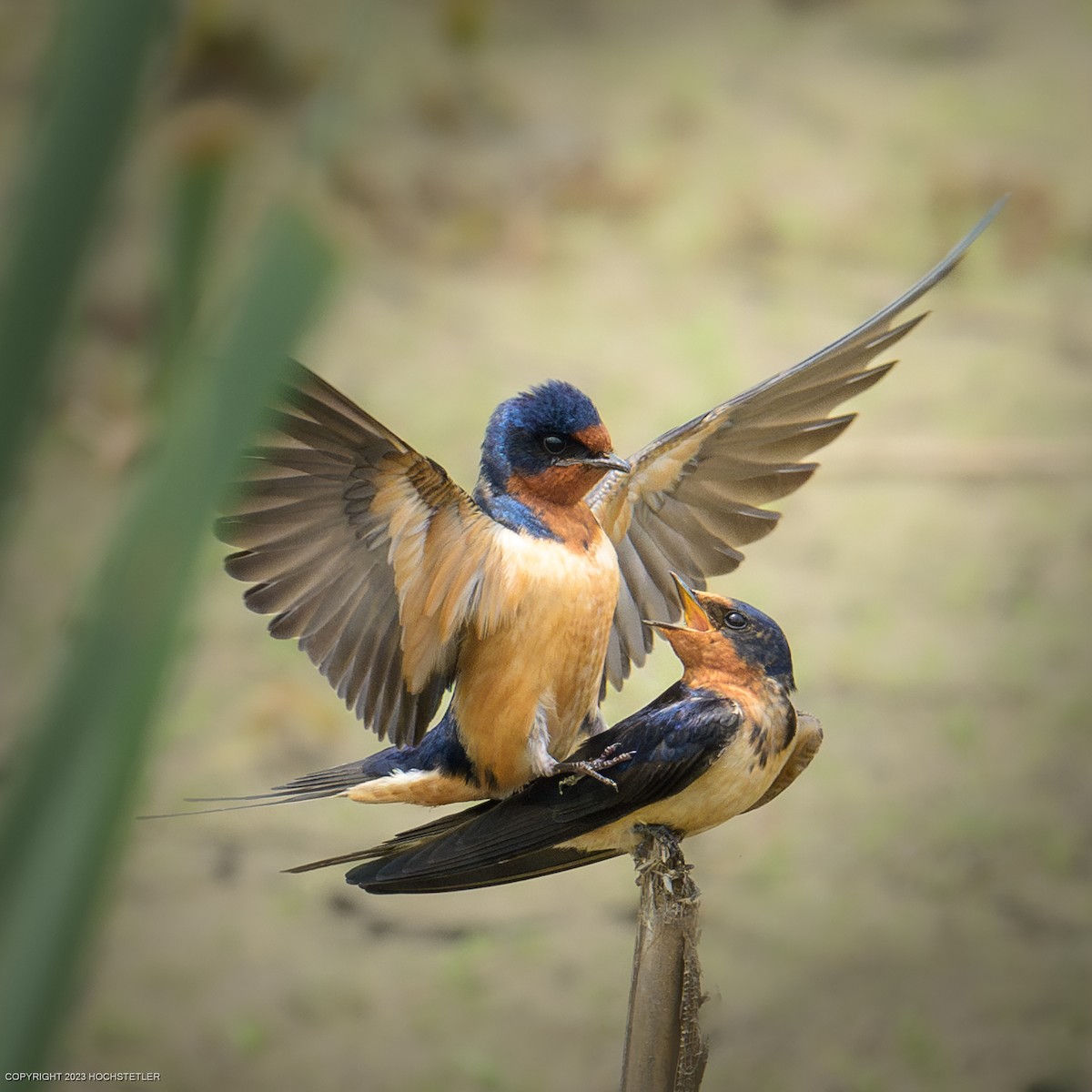 家燕 - ML619239993