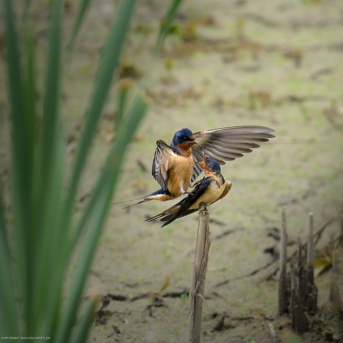 Barn Swallow - Elmer Hochstetler