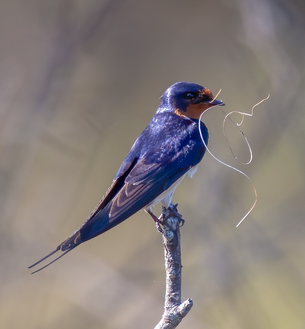 Barn Swallow - Pamela  Bevelhymer