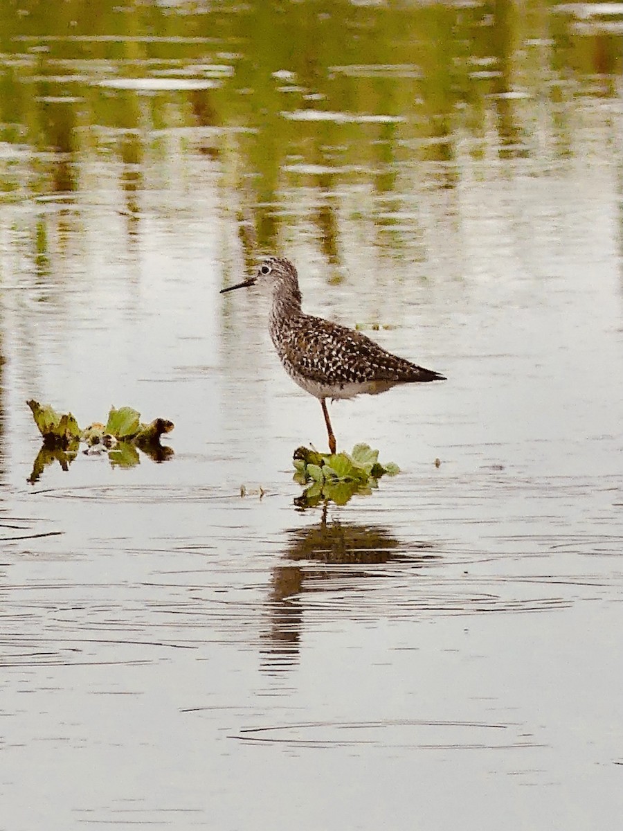 Lesser Yellowlegs - Eileen Cole