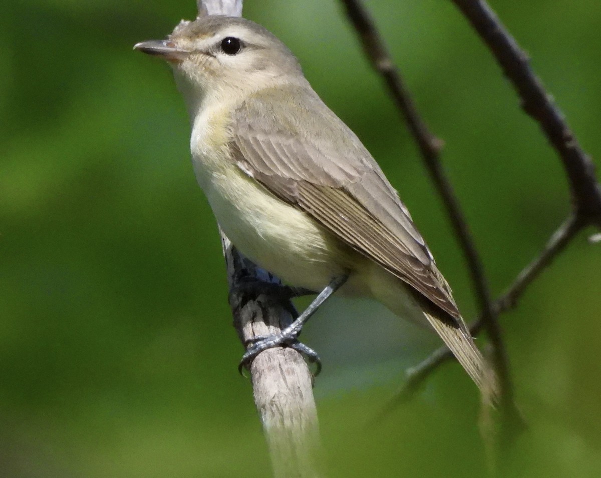 Warbling Vireo - Michelle Bélanger