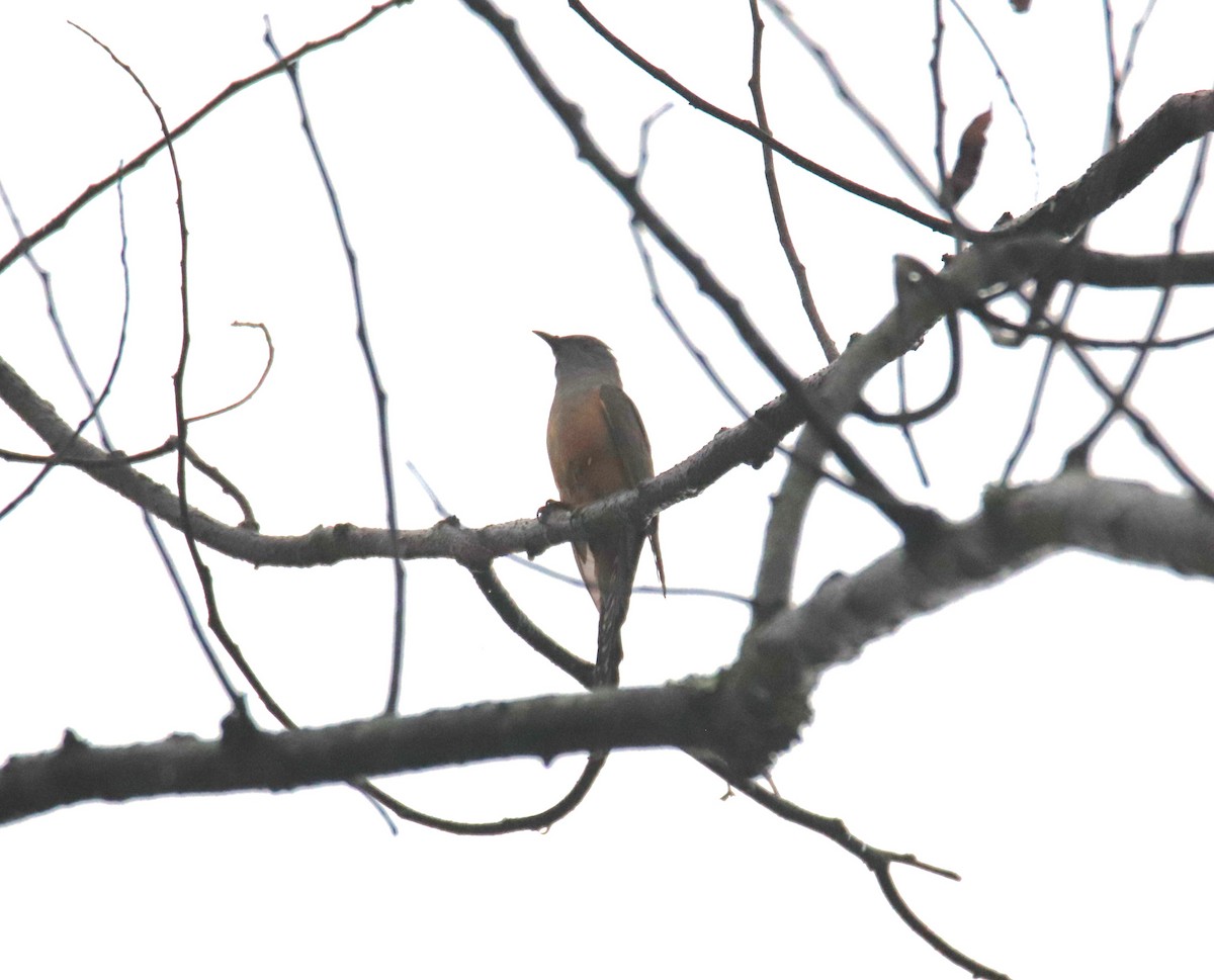 Plaintive Cuckoo - Praveen H N