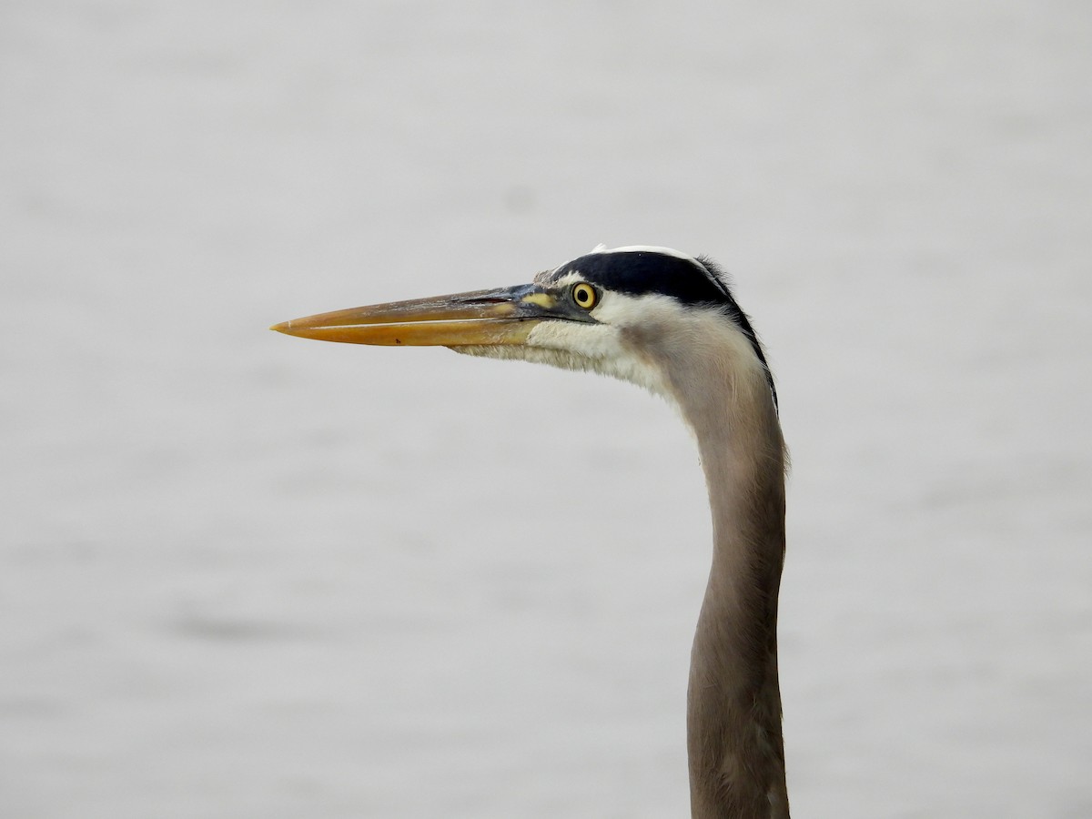 Great Blue Heron - Kisa Weeman