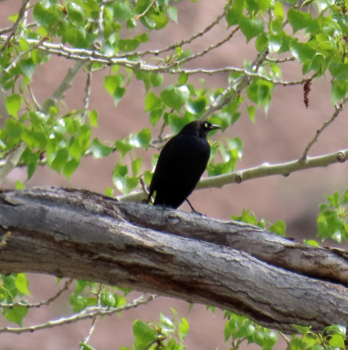 Brewer's Blackbird - ML619240036