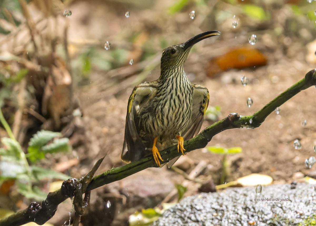 Streaked Spiderhunter - ML619240037