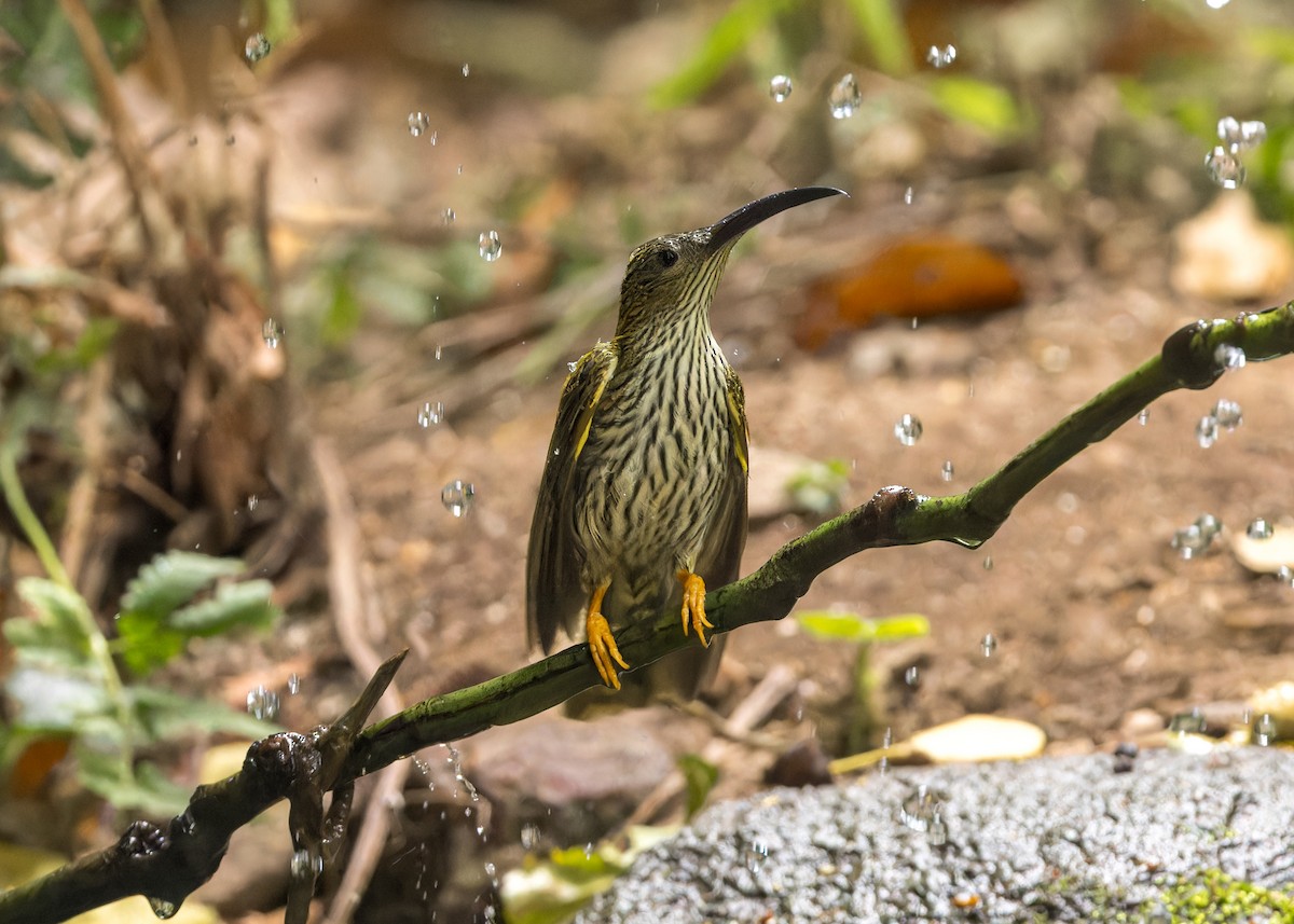 Streaked Spiderhunter - ML619240038