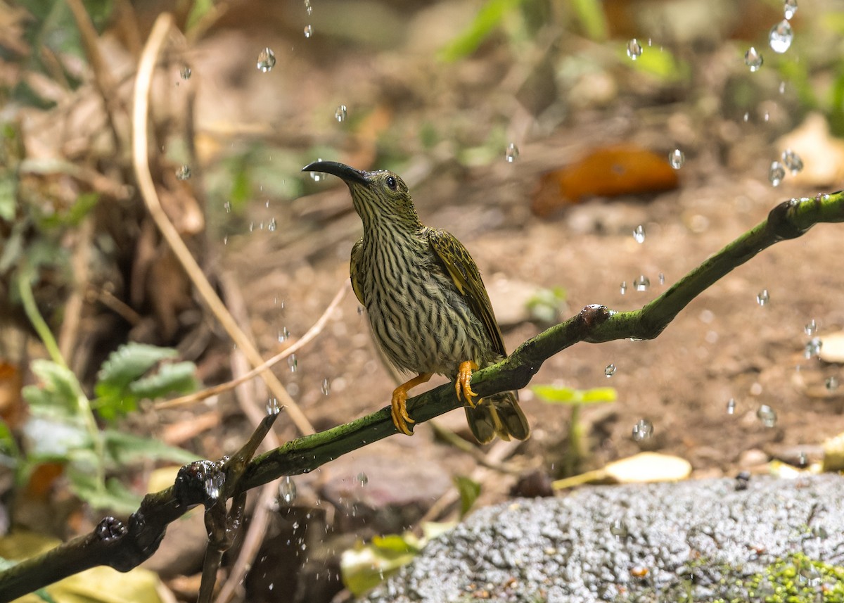 Streaked Spiderhunter - ML619240039