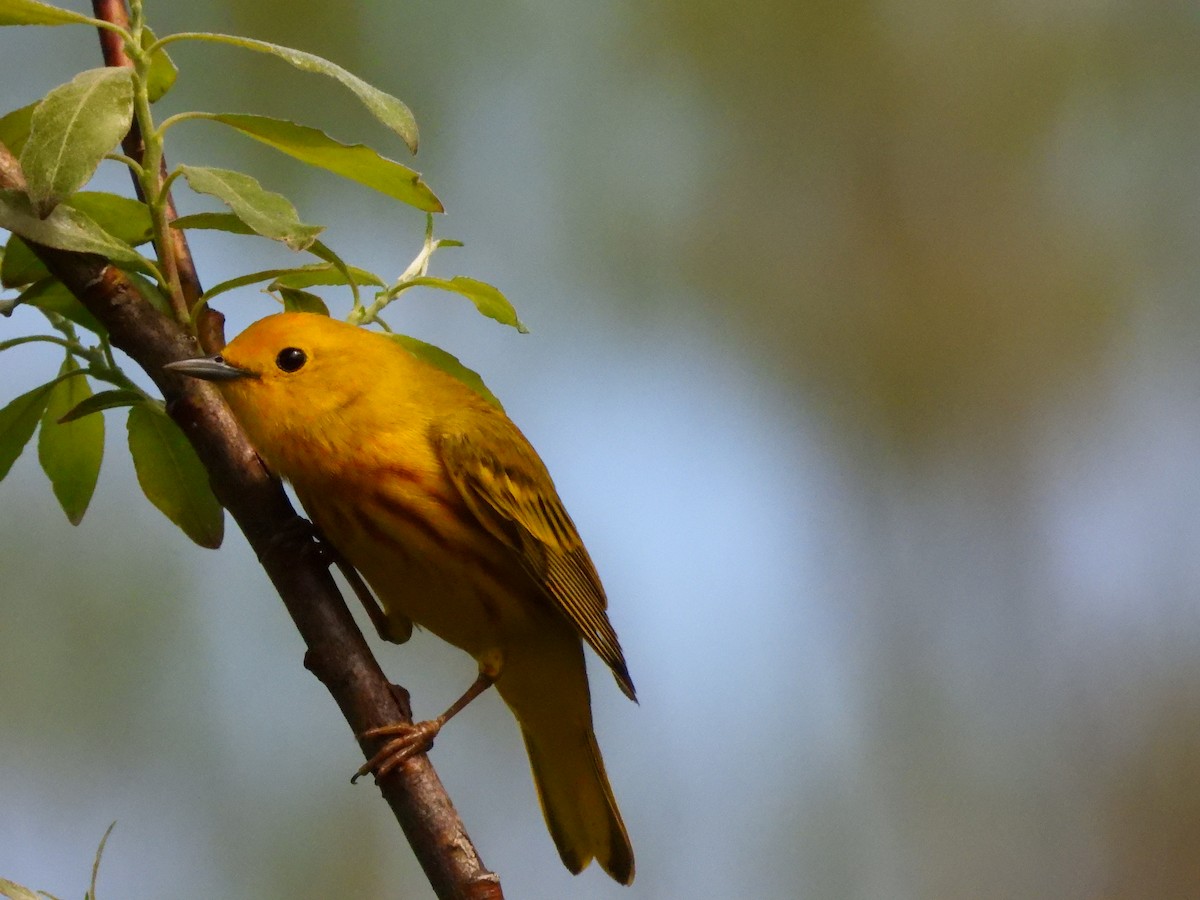 Yellow Warbler - Michelle Bélanger