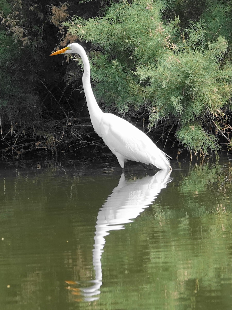 Great Egret - Peter Herstein