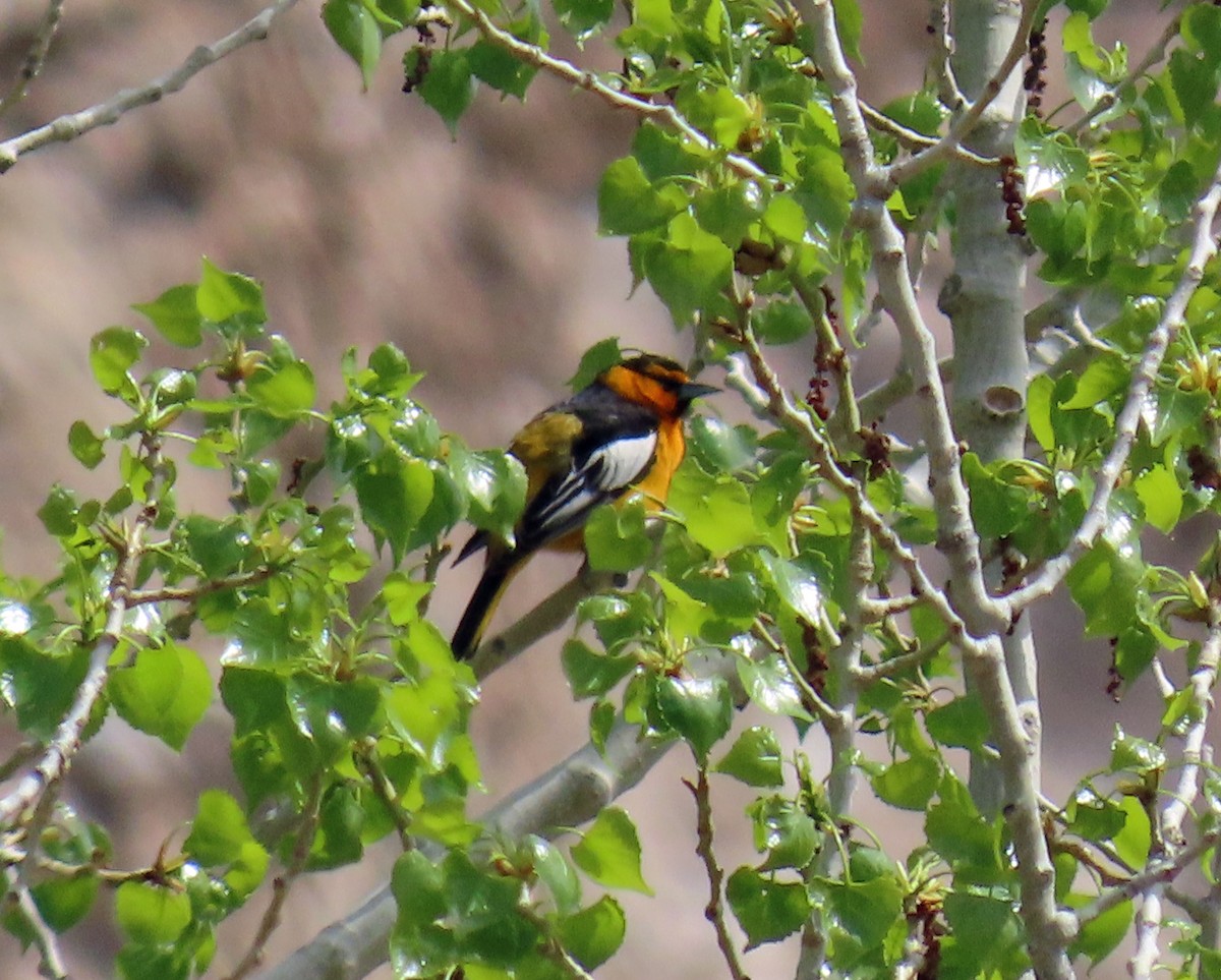 Bullock's Oriole - JoAnn Potter Riggle 🦤