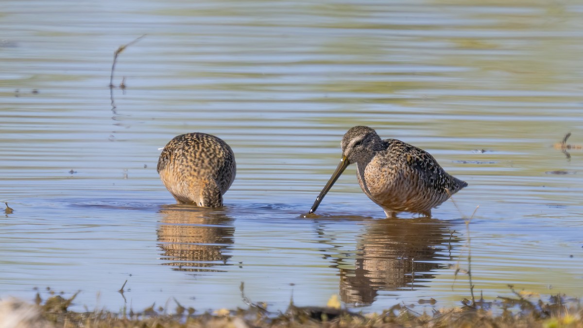 Long-billed Dowitcher - Diane Hoy