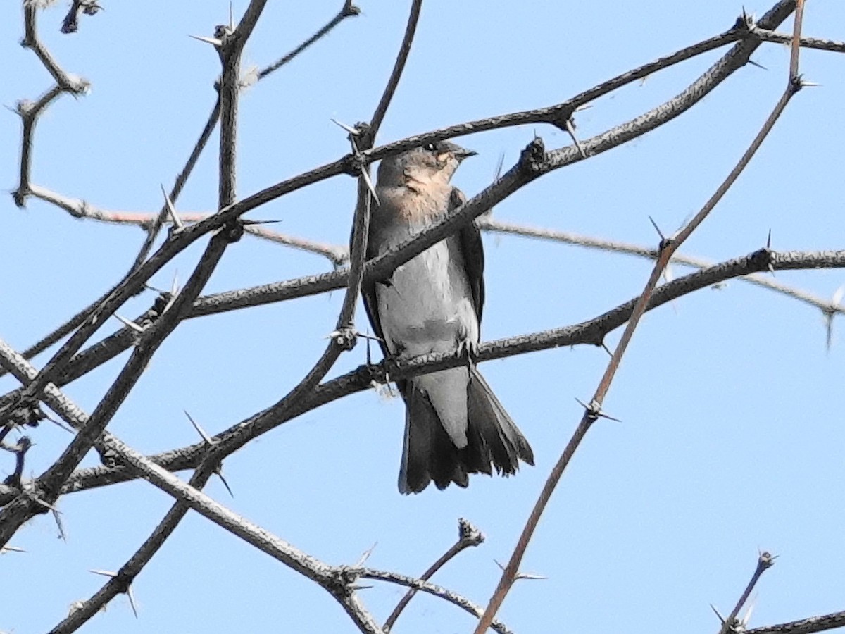 Northern Rough-winged Swallow - Peter Herstein