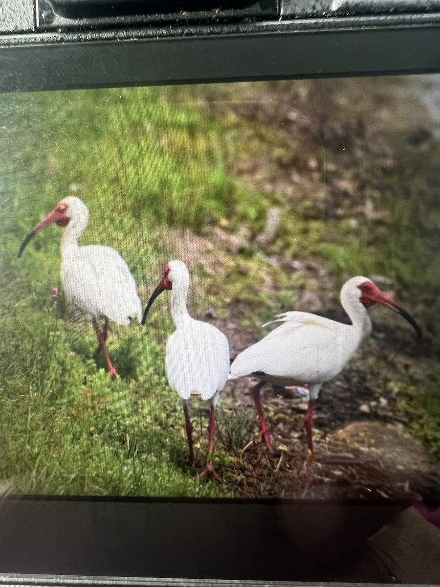 White Ibis - ML619240114