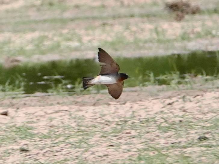 Cliff Swallow - Peter Herstein