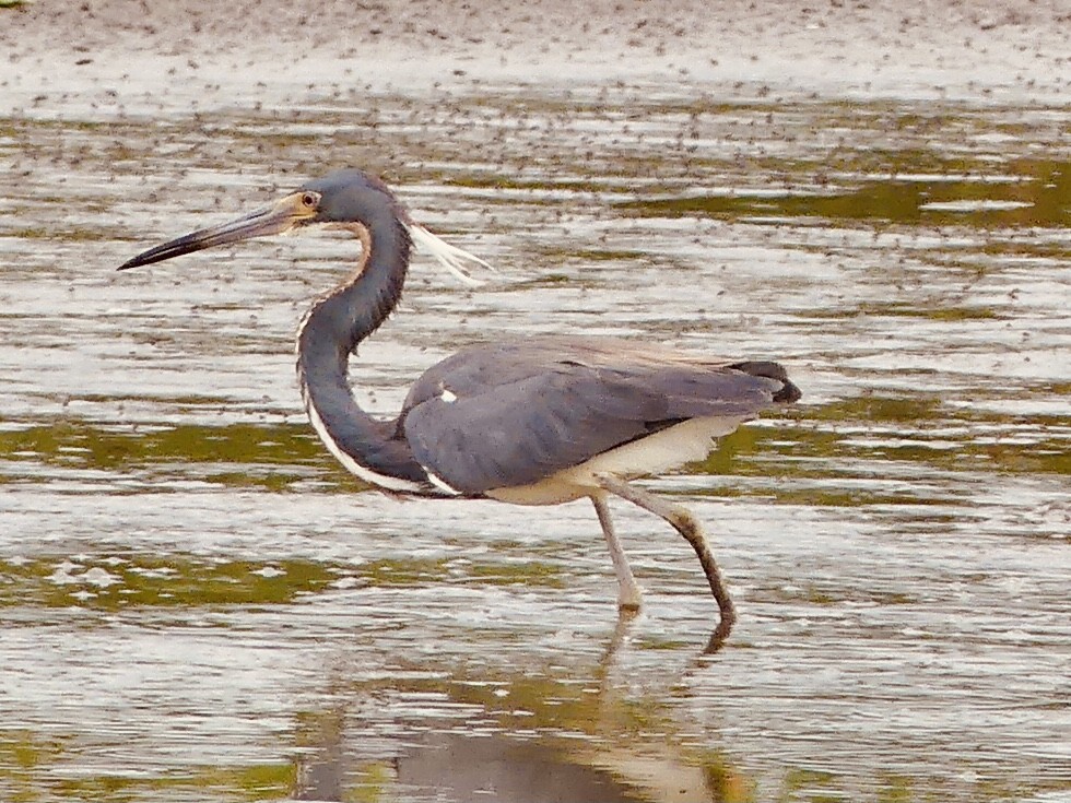 Tricolored Heron - Eileen Cole