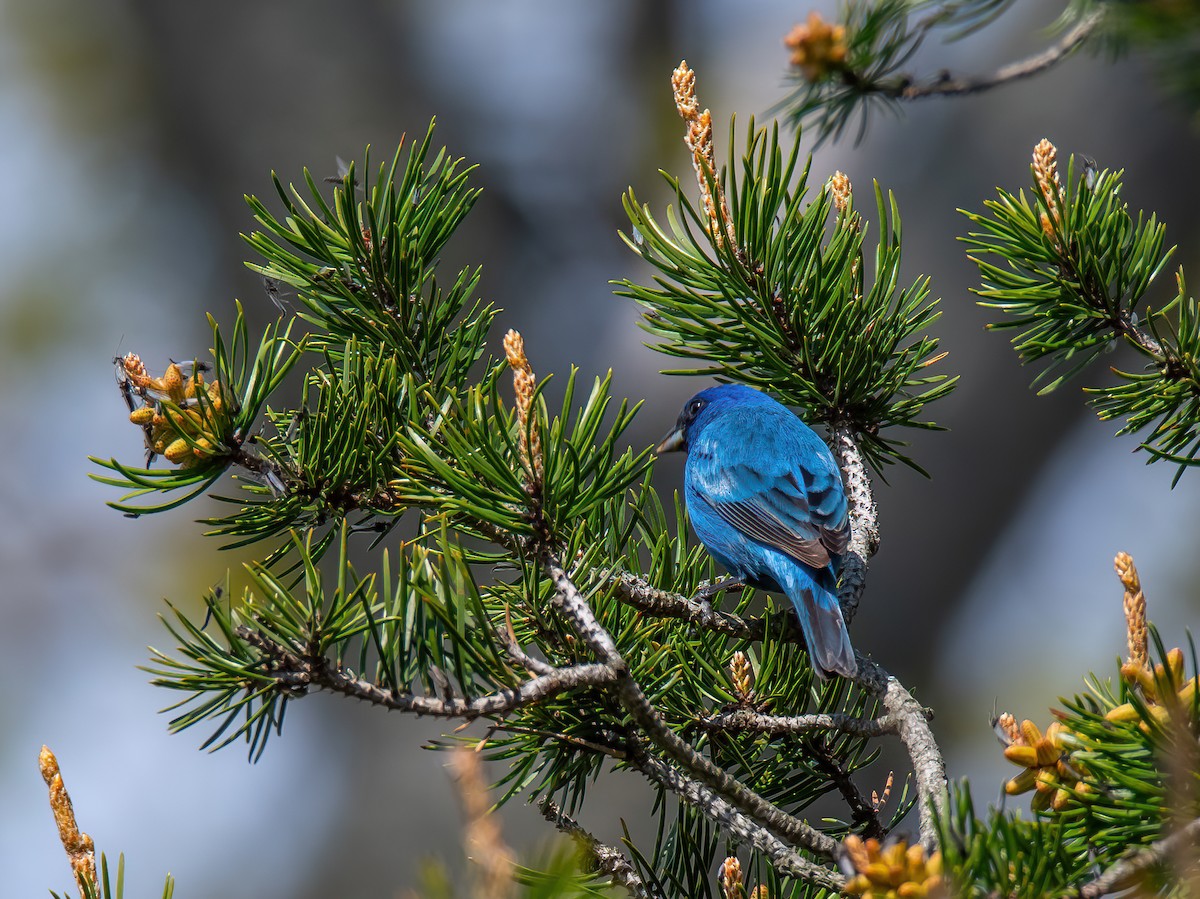 Indigo Bunting - Theresa Ray