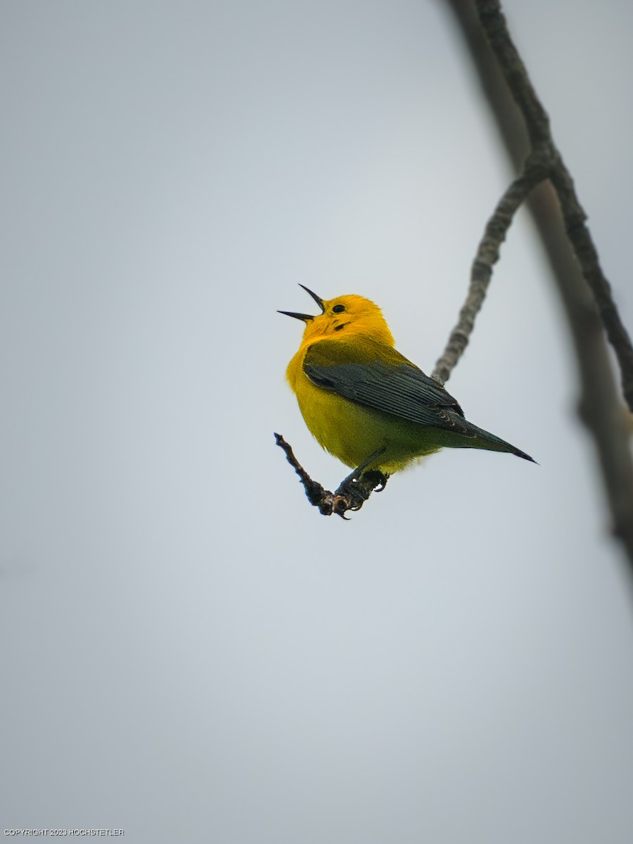 Prothonotary Warbler - ML619240161