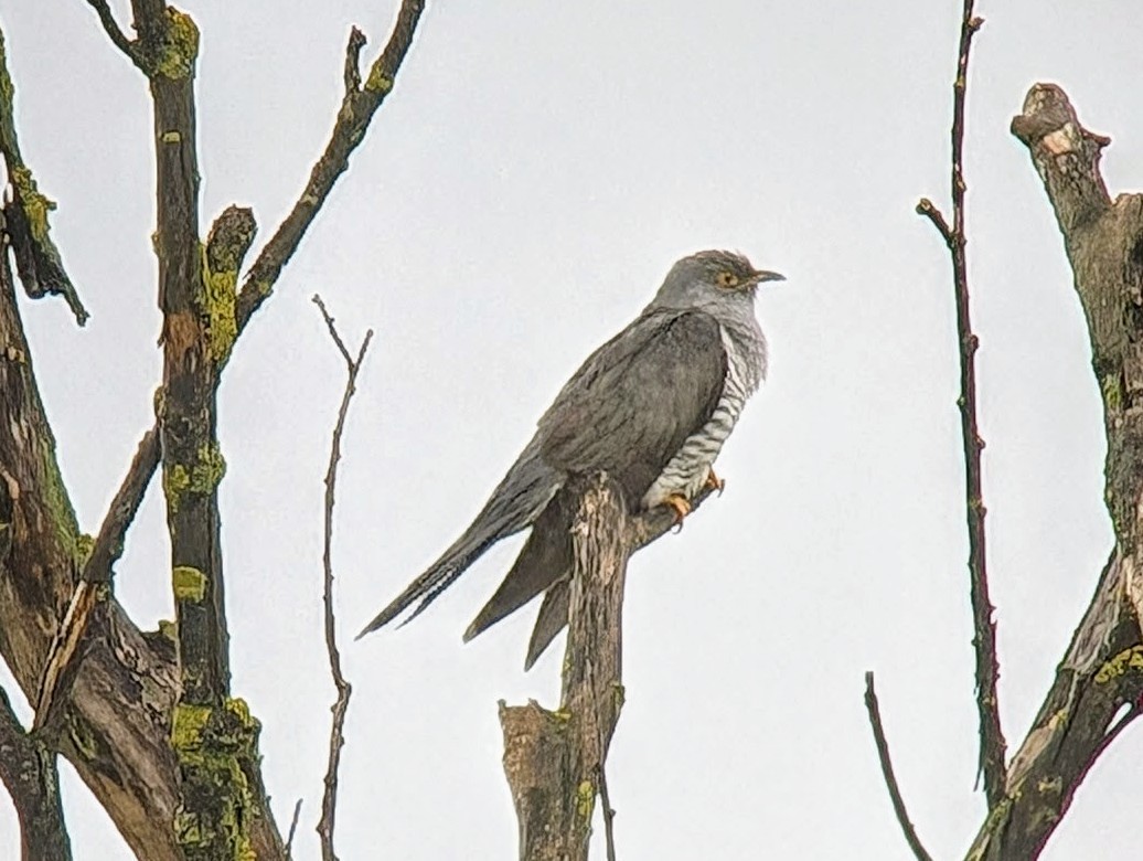 Common Cuckoo - Hermann Josef Eckl