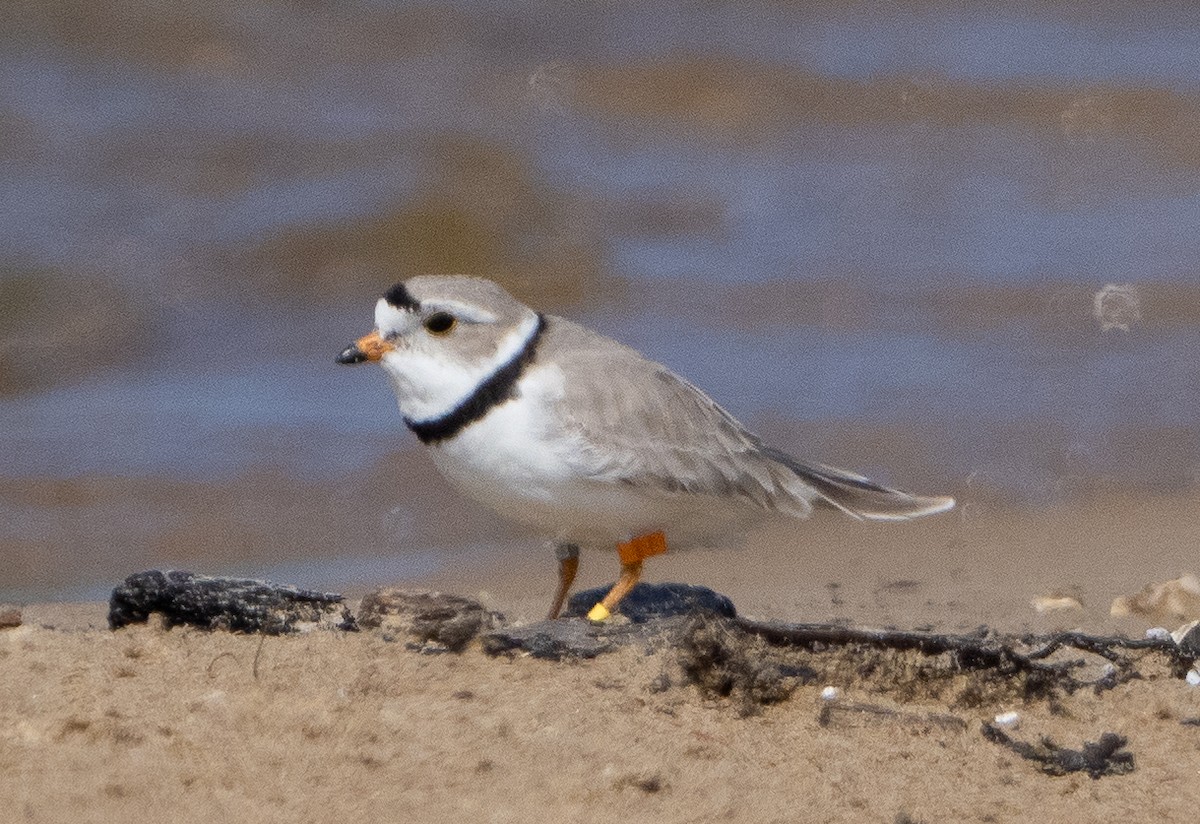 Piping Plover - Sam Zuckerman