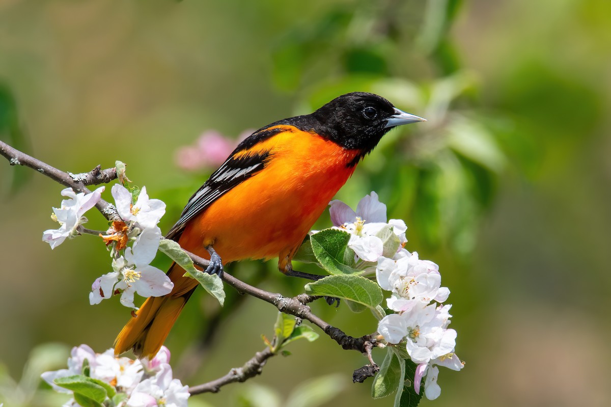 Baltimore Oriole - Theresa Ray