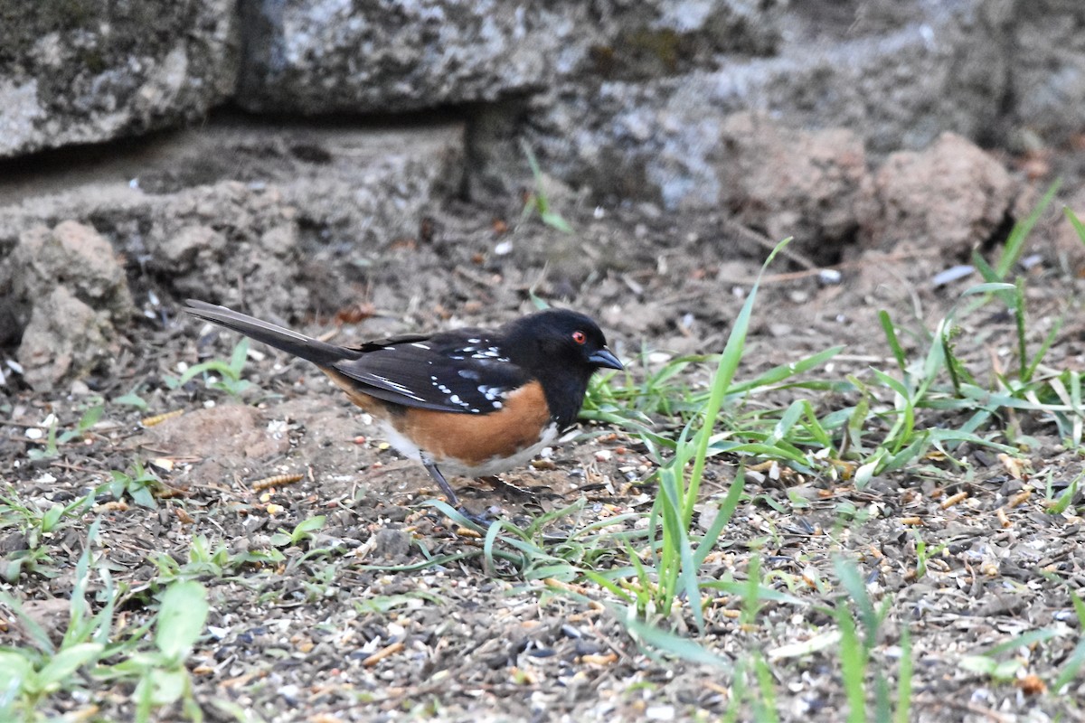 Spotted Towhee (oregonus Group) - ML619240183