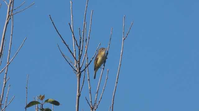 Bell's Vireo - ML619240193